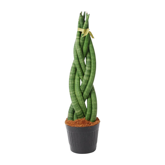 „Zakretas Zielonej Mocy” – Sansevieria cylindrica ‘Twist’ – 40 cm – Ø10,5 cm