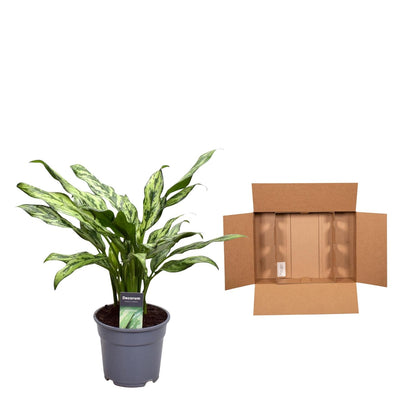 Dama w Srebrze™ – Aglaonema Juliette