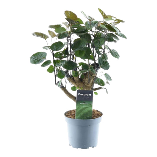 Polyscias Fabian™ – Zielony Gentleman z Poddasza 🎩🌿