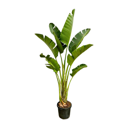 Strelitzia Augusta™ – Królowa Dżungli XXL 👑🌴