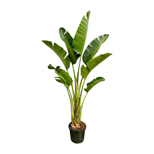 Strelitzia Augusta™ – Królowa Dżungli XXL 👑🌴
