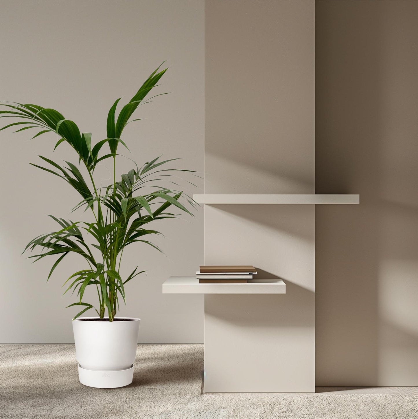 „Arystokratka Tropików” – Kentia Palm – 130 cm – Ø21