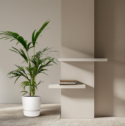 „Arystokratka Tropików” – Kentia Palm – 130 cm – Ø21