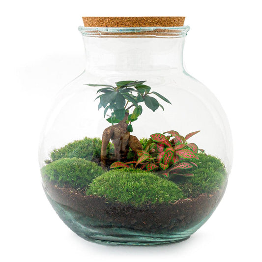 TeddyBons™ – A Micro-Garden with Bonsai Character