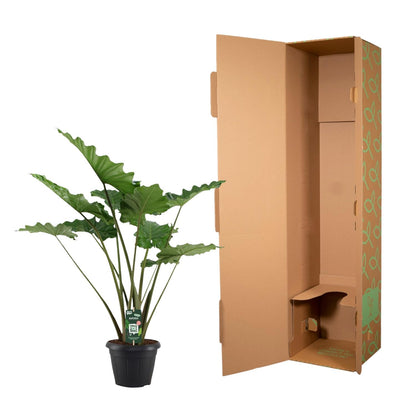 „Fala Tropików” – Alocasia Portodora – 140 cm – Ø34 cm