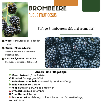 Owocowa Oaza™ – Zestaw BIO roślin owocowych