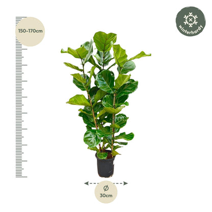 Fikusowa Ikona™ – Ficus Lyrata