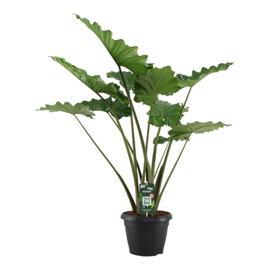„Fala Tropików” – Alocasia Portodora – 140 cm – Ø34 cm