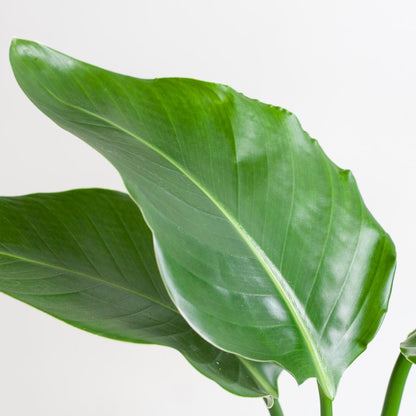 Strelitzia Nicolai™ z koszem Sofia – Królowa Tropików