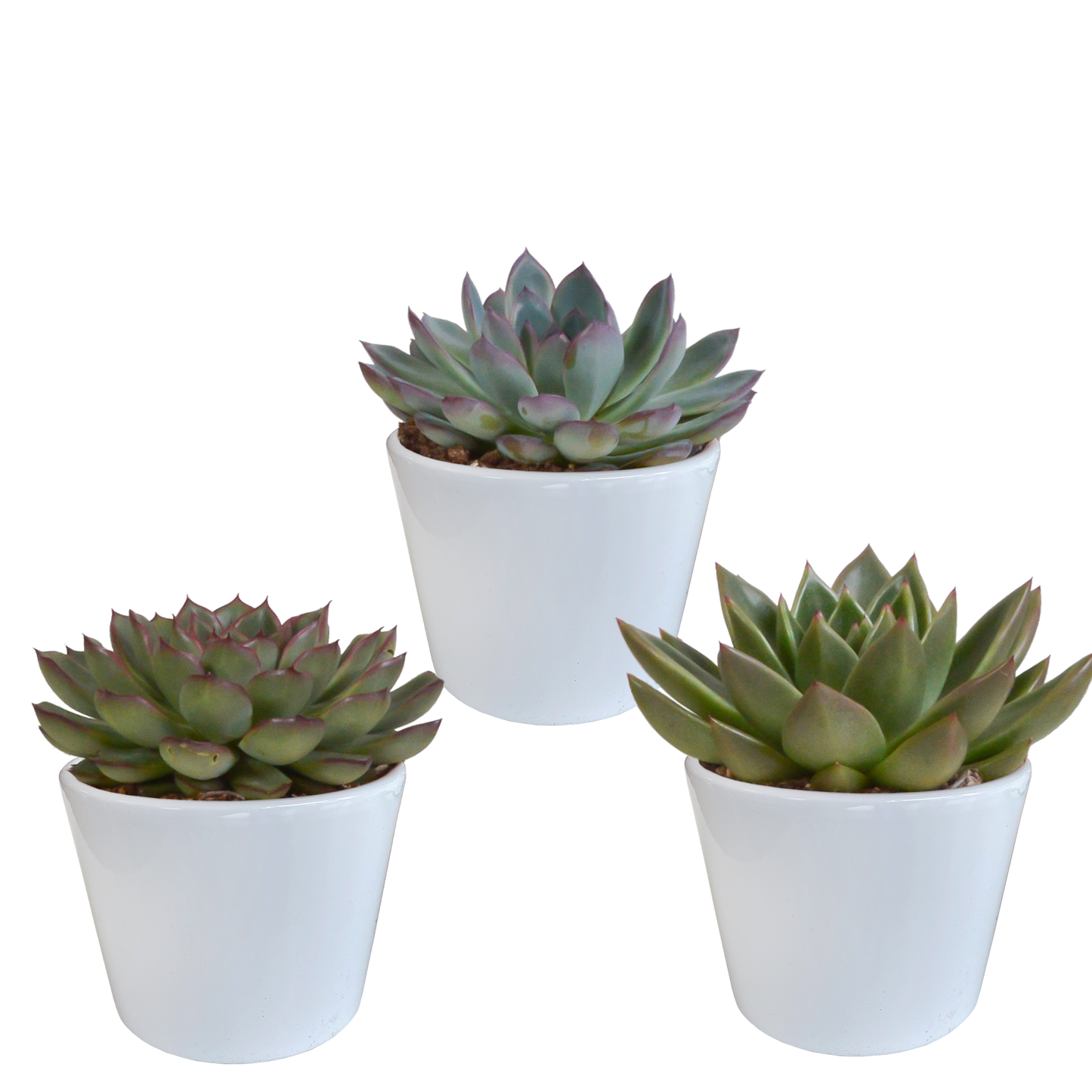 „Trio Sukulentowych Gwiazd” – Echeveria Mix – 3x – Ø10,5 cm – w białych doniczkach