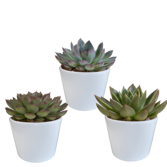 „Trio Sukulentowych Gwiazd” – Echeveria Mix – 3x – Ø10,5 cm – w białych doniczkach
