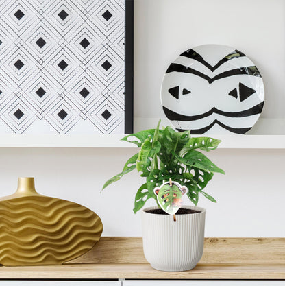 Małpi Chaos™ – Monstera ‘Monkey Leaf’