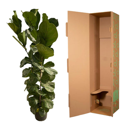 Ficus Lyrata™ – Król Geigenowej Dżungli 🎻👑