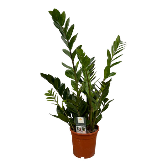 Zamioculcas Niezniszczalny™ – król leniwych ogrodników