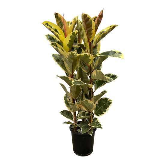 „Panna Tineke” – Ficus Elastica Tineke Struik – 160 cm – Ø28 cm