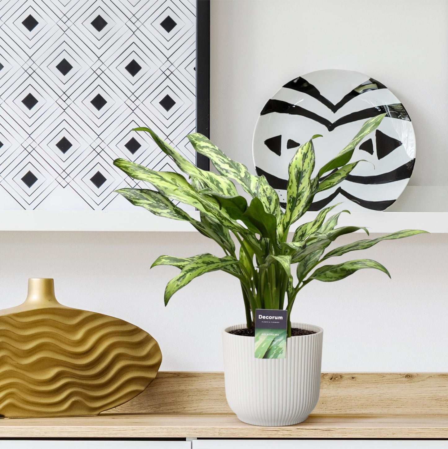 Dama w Srebrze™ – Aglaonema Juliette