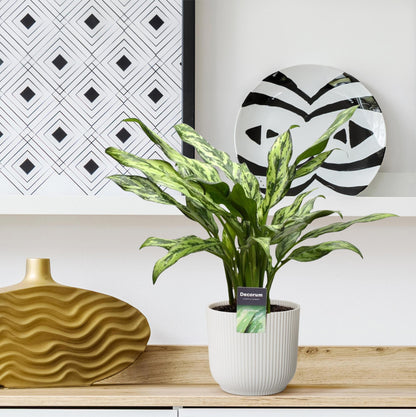 Dama w Srebrze™ – Aglaonema Juliette