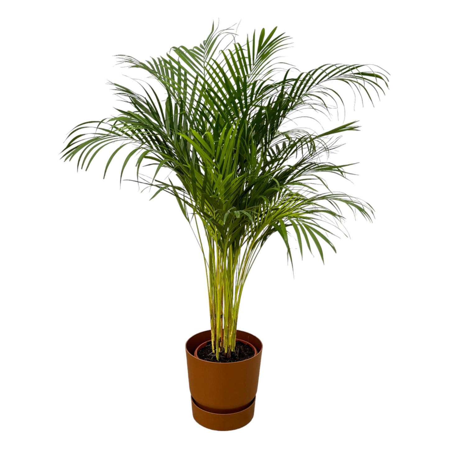 „Zielona Tancerka” – Areca Palm – ↨130 cm – Ø24 cm – w donicy elho Greenville Round D30×H28