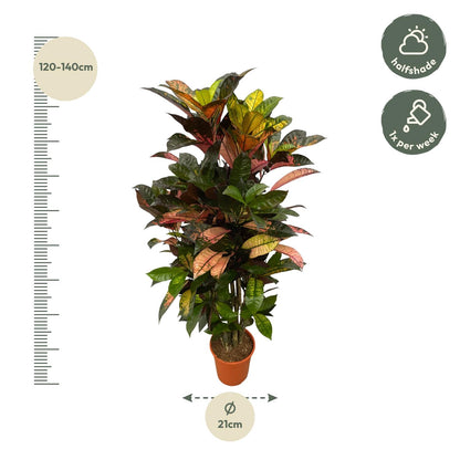Codiaeum Iceton™ – Kolorowa Diva Showbiznesu 🎭🌈