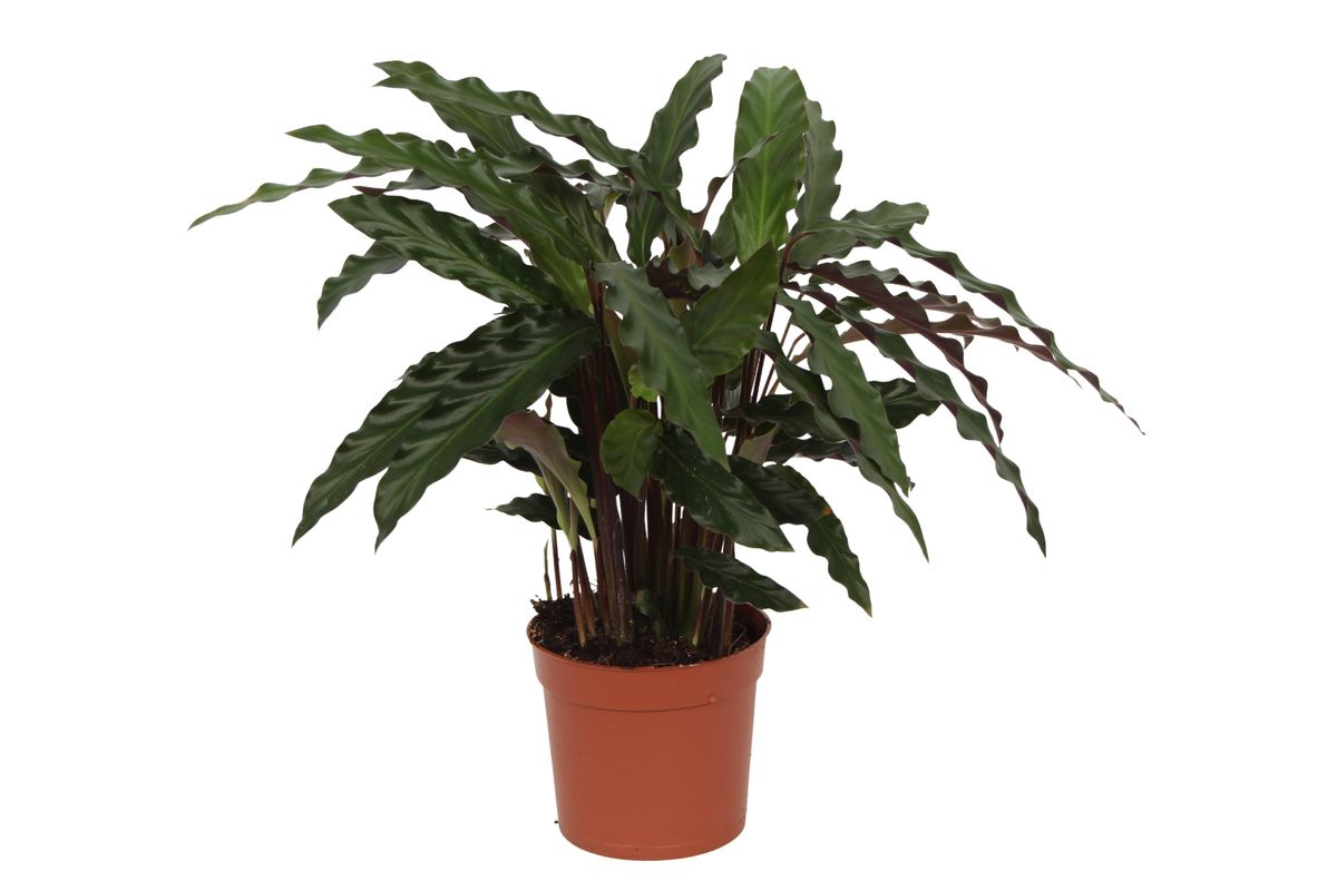 Calathea Elgergrass™ – Zielona Tancerka w Rytmie Jungle Disco 🪩💃
