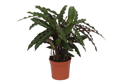 Calathea Elgergrass™ – Zielona Tancerka w Rytmie Jungle Disco 🪩💃