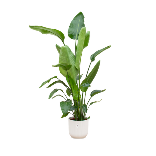 „Biały Król Tropików” – Strelitzia Nicolai – 180 cm – Ø30 cm + elho Vibes Fold Round biały