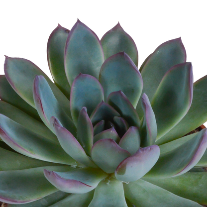 „Trio Sukulentowych Gwiazd” – Echeveria Mix – 3x – Ø10,5 cm – w białych doniczkach