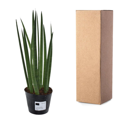 Roślinna Katana™ – Sansevieria Mikado