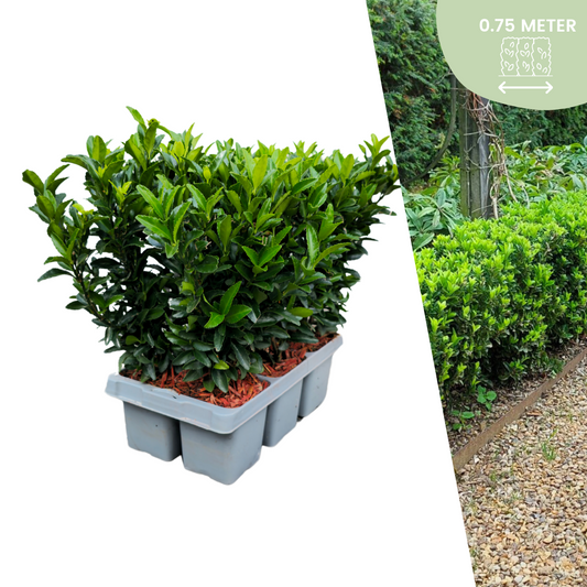 🌱 Euonymus ‘Green Spire’ – Twój prywatny zielony mur w wersji mini! 🌱