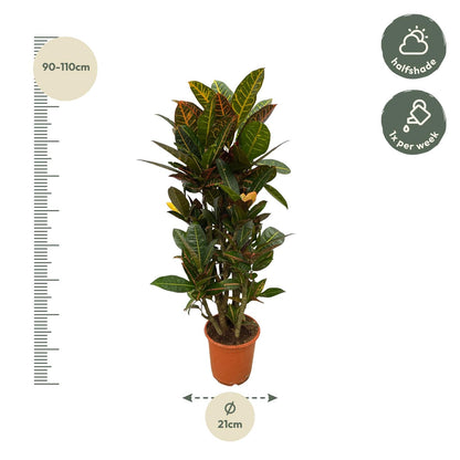 Król Koloru™ – Codiaeum Petra