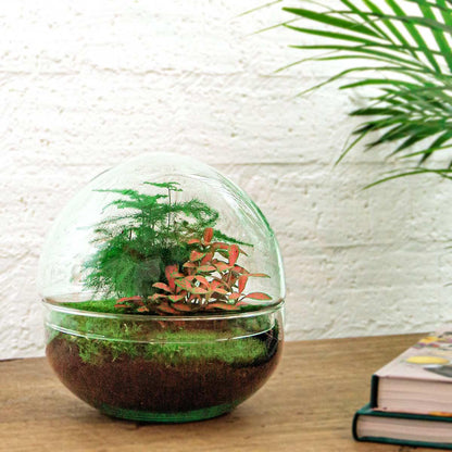 Dome Rot™ – Czerwony Kopuś Zieleni ❤️🌱