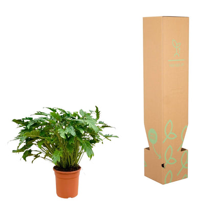 Philodendron Xanadu™ – Zielony Architekt Twojego Wnętrza