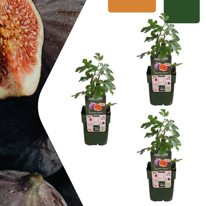 Figowa Fantazja™ – zestaw bio-drzewek do uprawy własnych fig (tak, tych z bajki!)