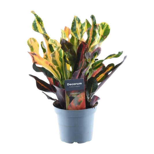 Kolorowa Mammi™ – Codiaeum variegatum ‘Mammi’