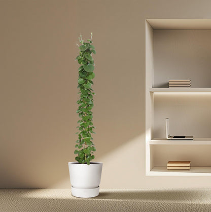 „Zielona Piramida” – Cissus rotundifolia – 160 cm – Ø27