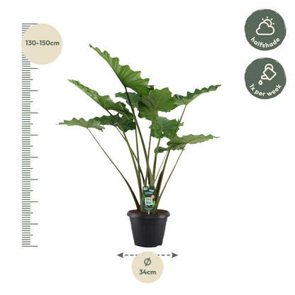 „Fala Tropików” – Alocasia Portodora – 140 cm – Ø34 cm