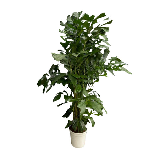 Caryota Mitis™ – Palma Rybia Płetwa 🐠🌴