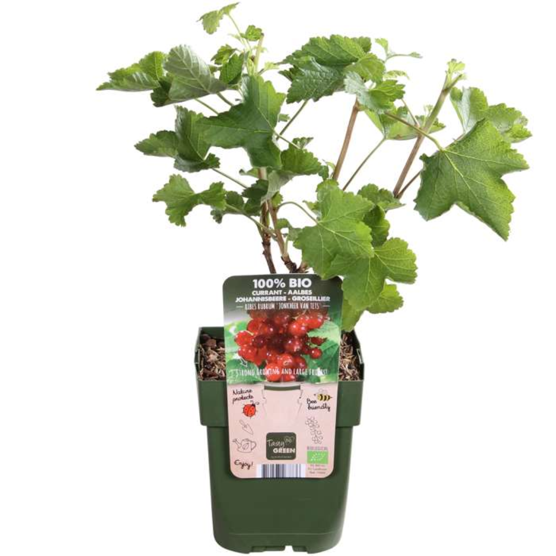 Owocowa Oaza™ – Zestaw BIO roślin owocowych