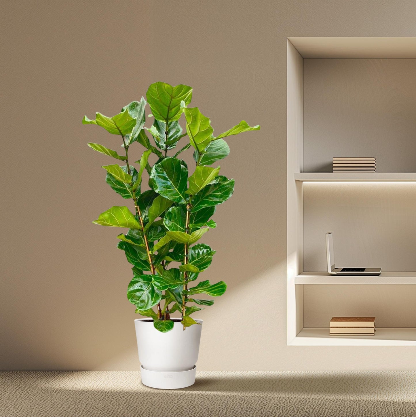 Fikusowa Ikona™ – Ficus Lyrata