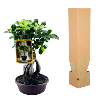 „Mini Mistrz Zen” – Ficus Microcarpa Ginseng – 30 cm – Ø17 cm