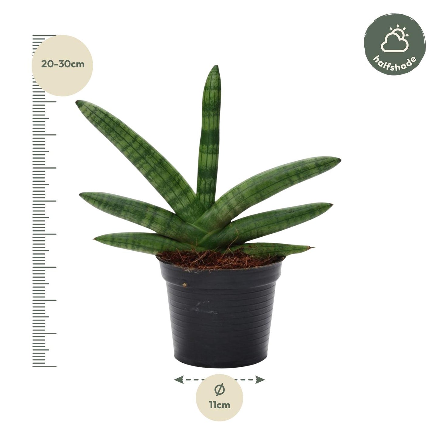 Miejski Wojownik™ – Sansevieria Skyline
