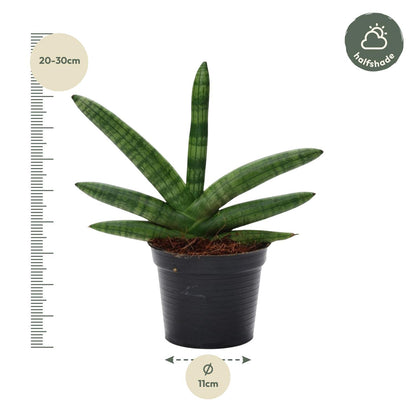 Miejski Wojownik™ – Sansevieria Skyline