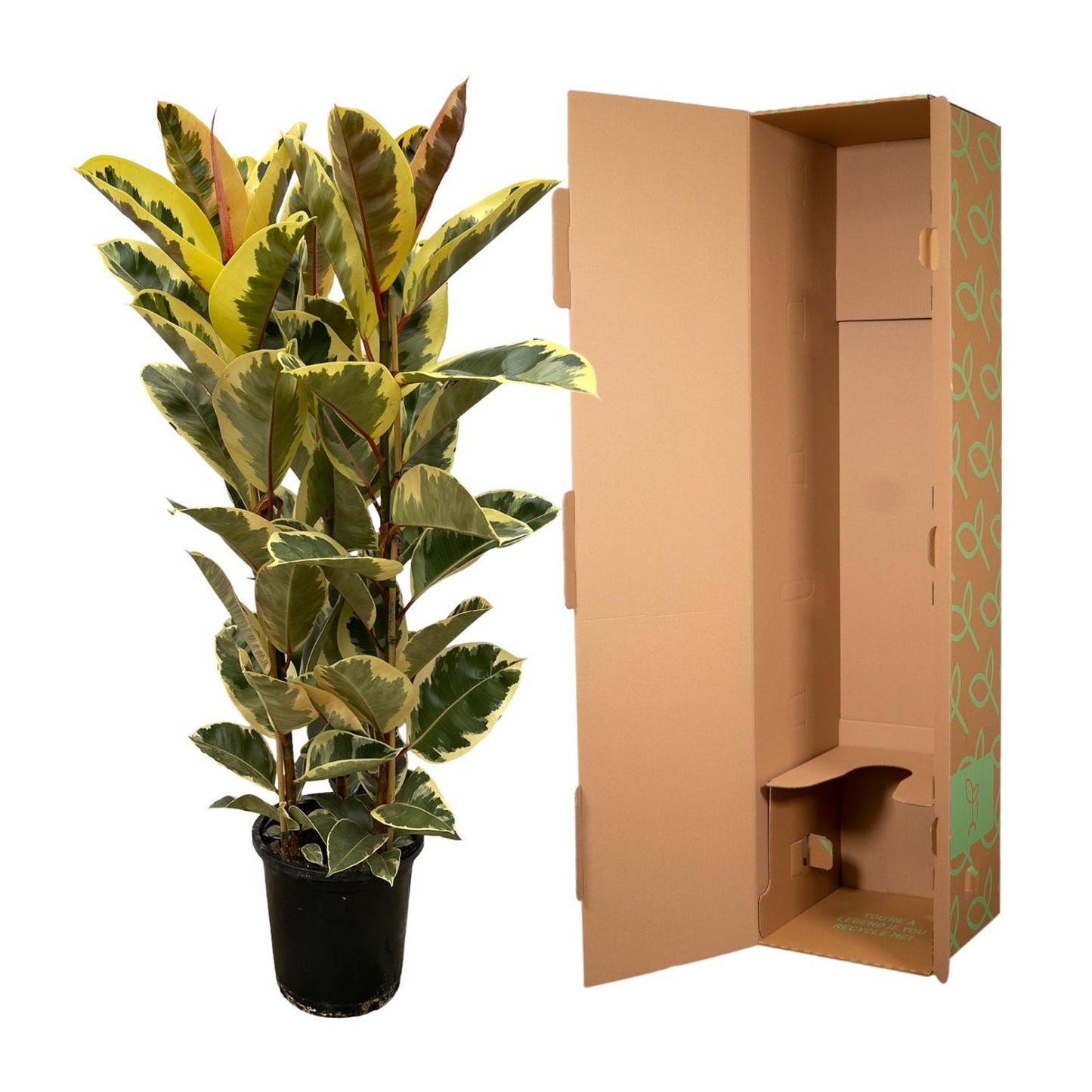 „Panna Tineke” – Ficus Elastica Tineke Struik – 160 cm – Ø28 cm