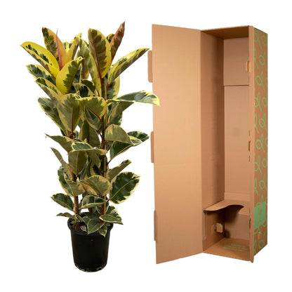„Panna Tineke” – Ficus Elastica Tineke Struik – 160 cm – Ø28 cm