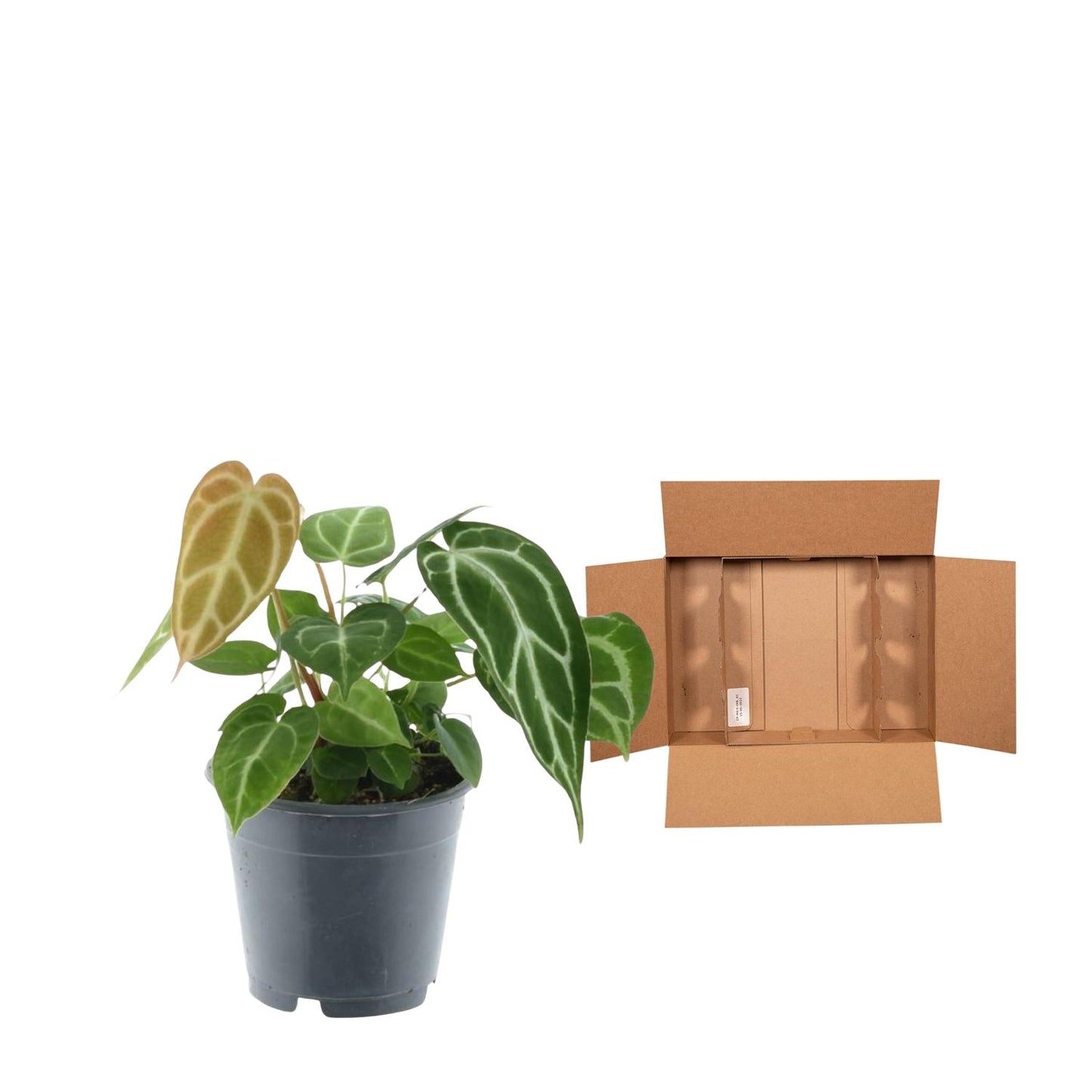 Roślinne Serce™ – Anthurium Crystallinum
