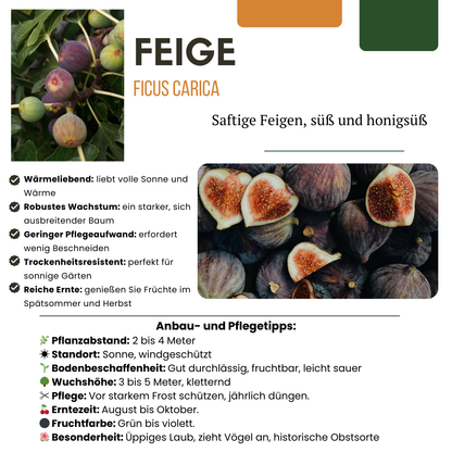 Figowa Fantazja™ – zestaw bio-drzewek do uprawy własnych fig (tak, tych z bajki!)