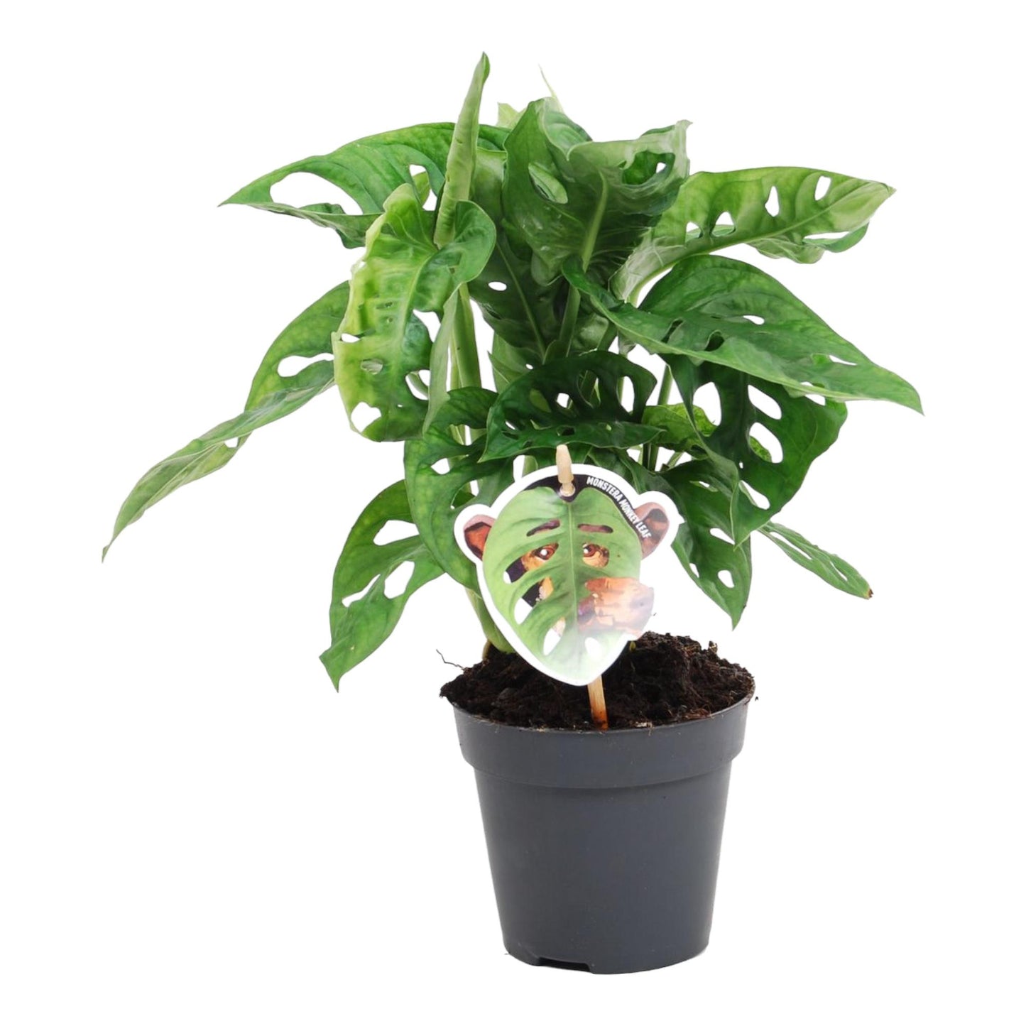 Małpi Chaos™ – Monstera ‘Monkey Leaf’