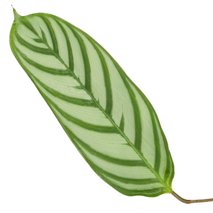 Lśniąca Królowa™ – Calathea Compactstar, która wygląda jak VIP wśród liści