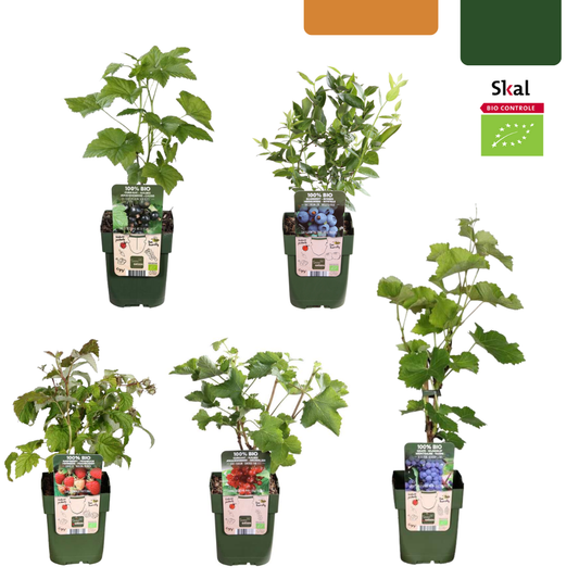 Owocowa Oaza™ – Zestaw BIO roślin owocowych