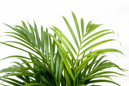 „Złota Roztańczona” – Areca Palm – 150 cm – Ø24